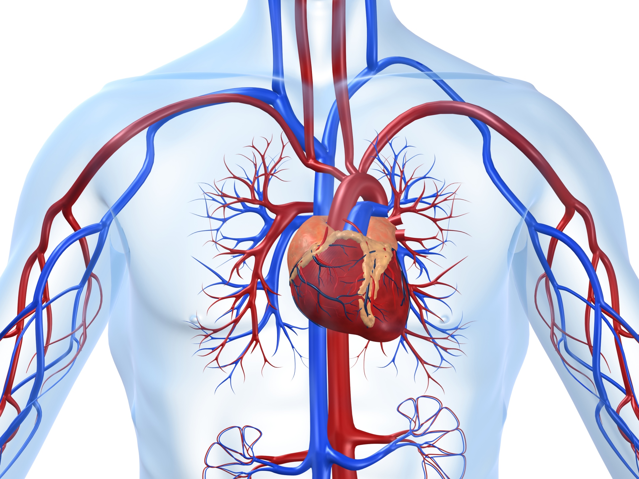 Η Ομοκυστείνη και η σχέση της με τα καρδιαγγειακά νοσήματα