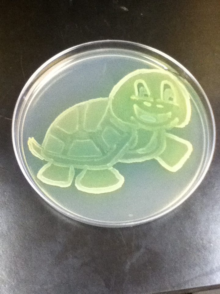 To νέο κατοικίδιο του εργαστηρίου ο Sammy Salmonella